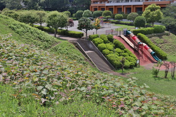 rows of flowers in garden