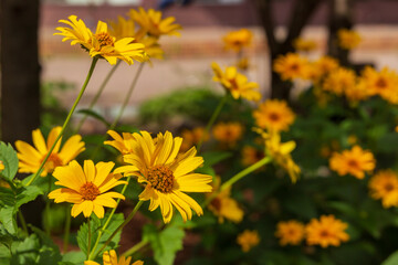 yellow flowers in the garden