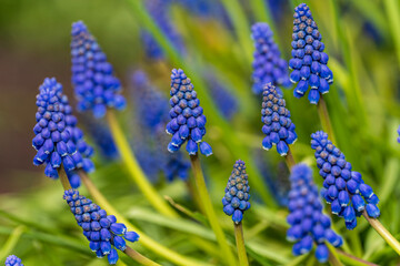 blue hyacinth flowers