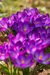 purple crocus flowers