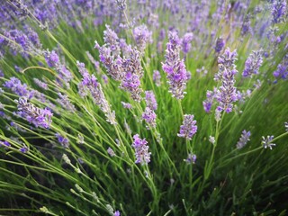 Lavanda