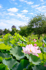 大賀ハス　吉野ヶ里遺跡　佐賀県神埼郡　Lotus flower Yoshinogari ruins Saga-ken Kanzaki-gun