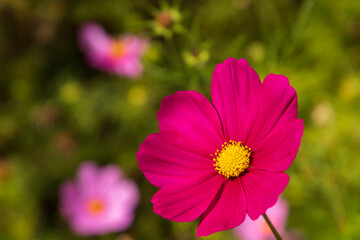 Obraz premium pink cosmos flower
