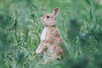 Alert rabbit in the city park, he looks around, Dutch city park wildlife