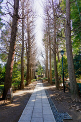冬のイチョウ並木　音楽家の大田黒元雄氏ゆかりの大田黒公園（東京都杉並区）