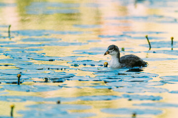 Coot chick, swims in the water looking for food, City park, Amsterdam north, Baanakkerspark, Netherlands, dutch wildlife