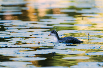 Coot chick, swims in the water looking for food, City park, Amsterdam north, Baanakkerspark, Netherlands, dutch wildlife