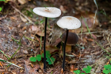 mushroom in the forest