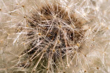 makroshot of a dandelion