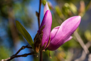 magnolia tree blossom