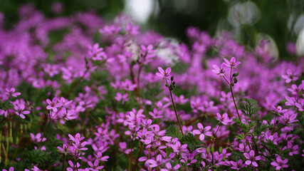 Fototapeta premium close many small bright pink flowers side view