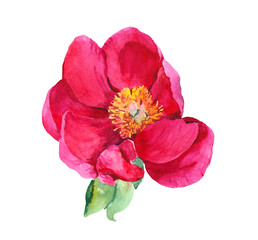 Red peony flower head . Watercolor botanical illustration