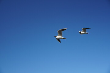 Fototapeta na wymiar pair of seagulls Black-headed gulls birds on the clear blue sky. Sea or ocean nice picture. Summer day. Background pattern. High quality photo