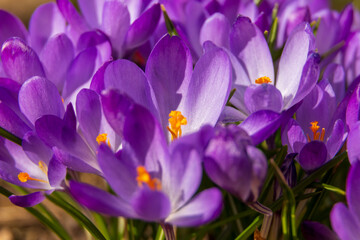 purple crocus flowers