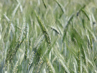 Green wheat ears not yet ripe in the cultivated field