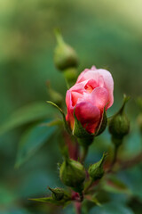 Obraz premium pink rose