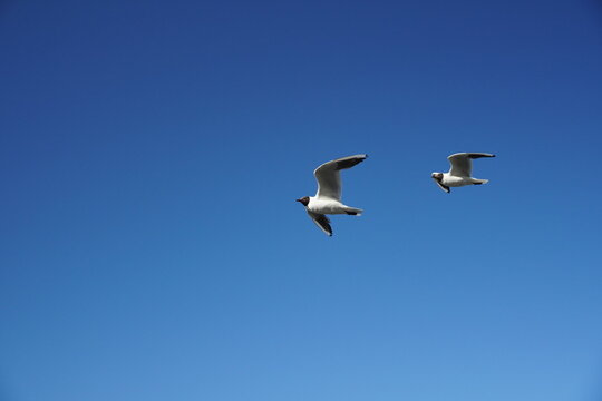 pair of seagulls Black-headed gulls birds on the clear blue sky. Sea or ocean nice picture. Summer day. Background pattern. High quality photo