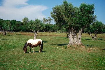 Naklejka na ściany i meble Landscape with a pinto horse grazing in a large pasture with olive trees and fields in the distance in Istra, Croatia