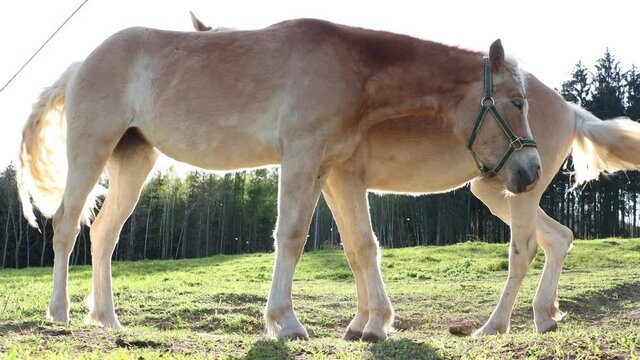 The pair of the haflinger horse on a spring pasture in backlight.