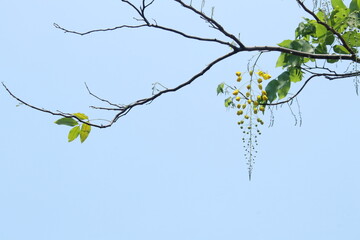 Branch of Golden shower flower and light blue sky background, bouquet of flowers hanging from branch. Another name is Pudding-pine tree, Purging Cassia, Indian laburnum.