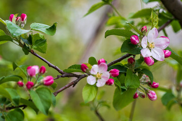Fototapeta premium spring pink and white flowers on a tree
