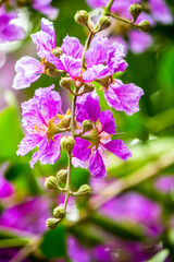 Close up Violet Lagerstroemia floribunda flower in home garden on summer.