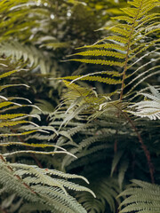 Pflanzen im Botanischen Garten