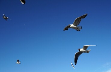 Fototapeta na wymiar a lot of seagulls Black-headed gulls birds on the clear blue sky. Sea or ocean nice picture. Summer day. Background pattern. High quality photo