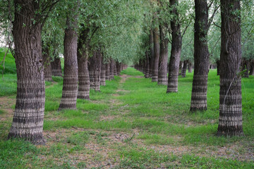 Water level is seen on the bark of the trees inside a previously flooded forest