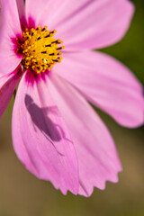 Fototapeta na wymiar pink flower with bee shadow