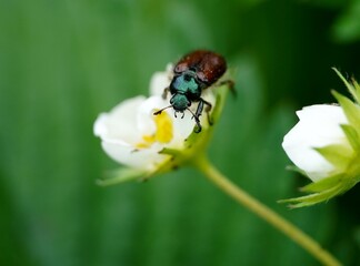 close up view macro closeup Melolonthinae scarab beetle pest Scarabaeidae. Green head and brown body and wings. Seats and eat flower. High quality photo