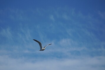 Fototapeta na wymiar Lonely seagull gull bird on the blue sky with clouds. Sea or ocean nice picture. Summer day. Background pattern. High quality photo