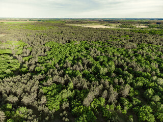 Aerial View Of Green Forest Landscape. Natural Background Of Coniferous Forest. Drone View. Bird's Eye View. Top View From High Attitude In Summer Evening. Local responsible travel. Great Outdoors 