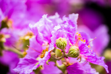 Obraz na płótnie Canvas Close up Violet Lagerstroemia floribunda flower in home garden on summer.