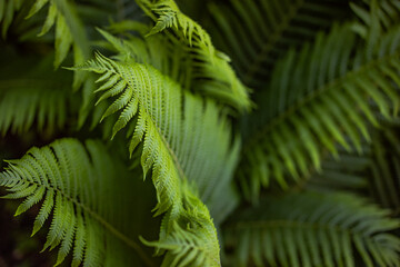 Fototapeta na wymiar Beautyful ferns leaves green foliage natural floral fern background in sunlight.