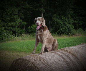 Weimaraner auf Strohballen