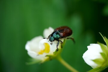 close up view macro closeup Melolonthinae scarab beetle pest Scarabaeidae. Green head and brown body and wings. Seats and eat flower. High quality photo