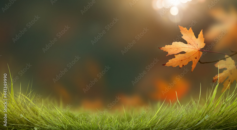 Wall mural a golden yellow brown leaves and sun flare in an autumn garden and grass background with copy space 