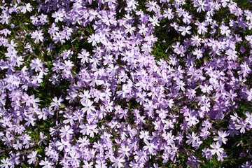 Creeping phlox background. Phlox subulata with pink striped petals around a small patch of similar...