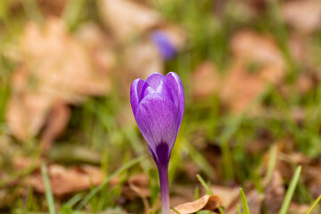 purple crocus flower