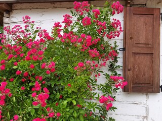 Pink rose bush is blooming near old house with brown wooden shutter.
