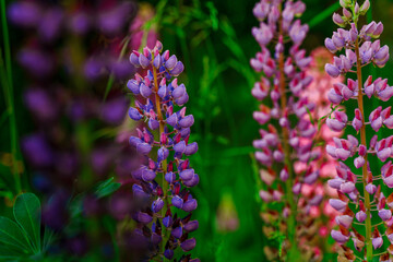 Field of lupine flowers background in sunset light. Natural background