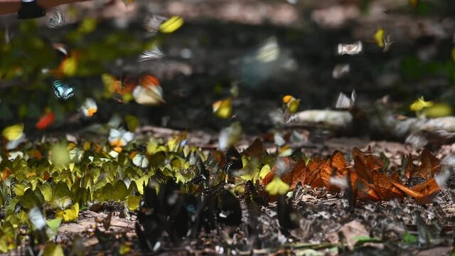 Butterflies Assorted and Colorful, a man's hand extended within the frame to feel the butterflies flying around; a lovely thing to watch in the forest of Kaeng Krachan National Park in Thailand.