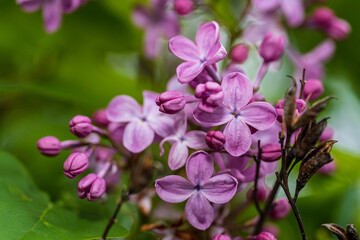 Naklejka na ściany i meble lilac in the garden