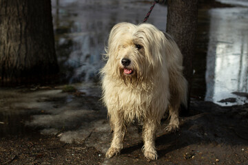 The dog is tied on a leash to a tree.