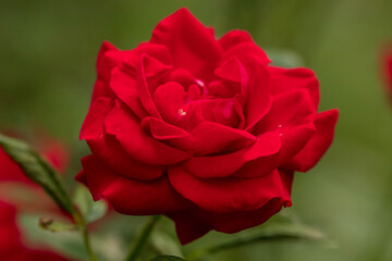 red rose in garden