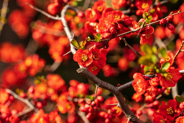 red currant bush