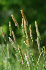Bl&uuml;hende Grashalme / Gr&auml;ser in einer Wiese im Fr&uuml;hling