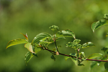 Gartenpflanze Hartriegel (lat.: Cornus) mit unreifen grünen Beeren im Sommer