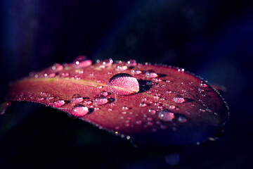 water drops on red flower